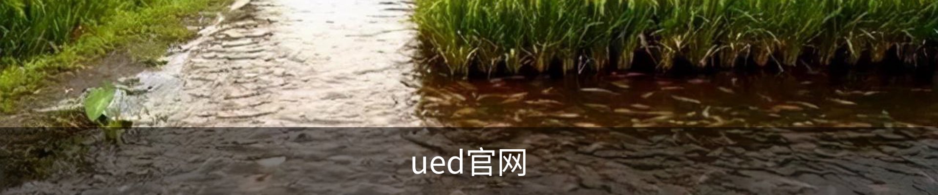 ued官网